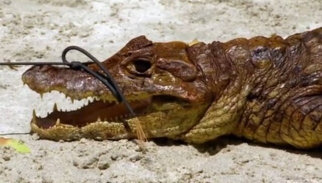 Reprodução de 'The Island with Bear Grylls' (2017) / Channel 4 Crocodilos foram mortos pelos participantes do programa