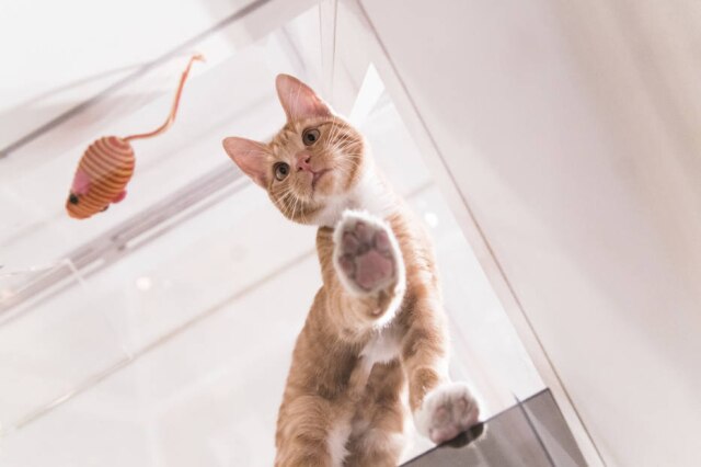 Loren Wohl/AP Images Feira 'Cats on Glass Gallery' em Nova York.
