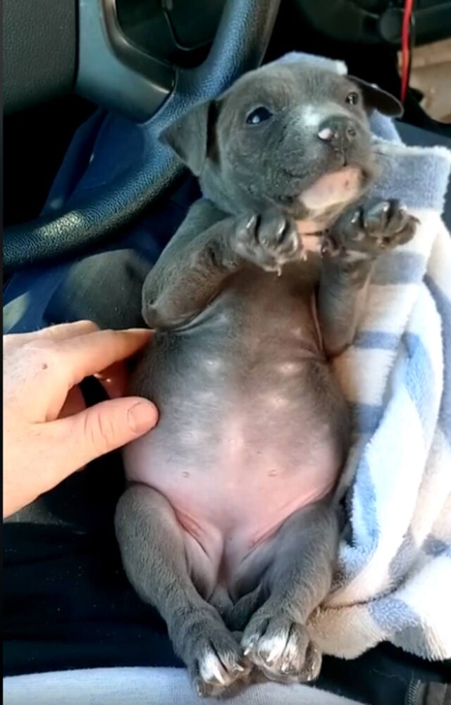 Departamento de Polícia de Daytona Beach/Reprodução Cachorrinha foi salva em um dia em que as temperaturas marcavam - 2ºC
