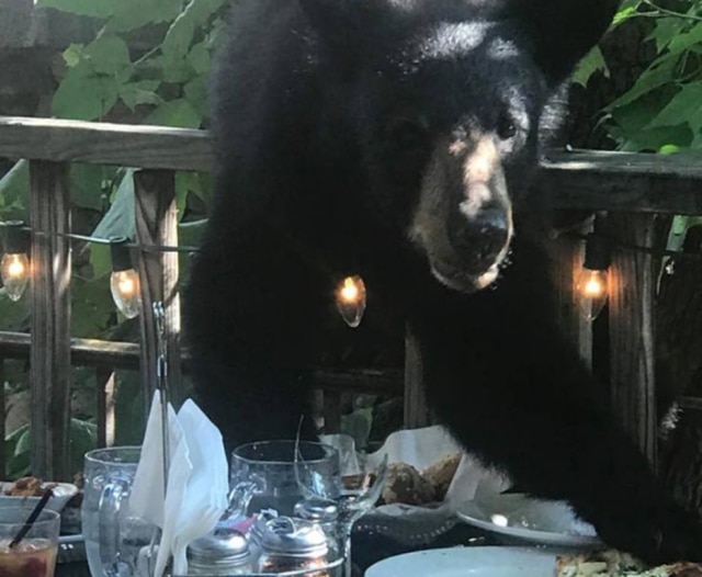 Facebook/carolyn.b.cook1 Urso roubou pizza que estava em mesa de restaurante.
