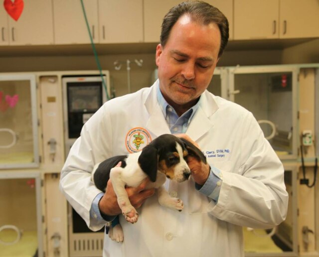 Derinda Blakeney/Oklahoma State University via AP O Veterinário Erik Clary segura o filhote Milo que foi resgatado e levado para a universidade