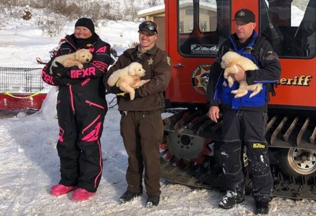 Facebook / Weber County Sheriff's Office Search and Rescue Três filhotes foram resgatados em montanhas de Utah, mas a mãe continua desaparecida.