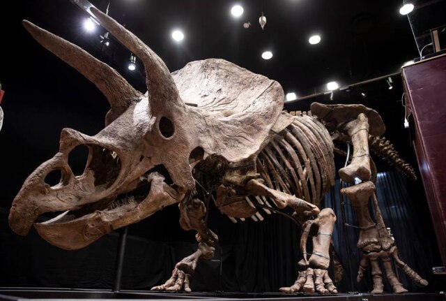 EFE/ Ian Langsdon Vista geral de Big John, o esqueleto fossilizado de um dinossauro triceratope