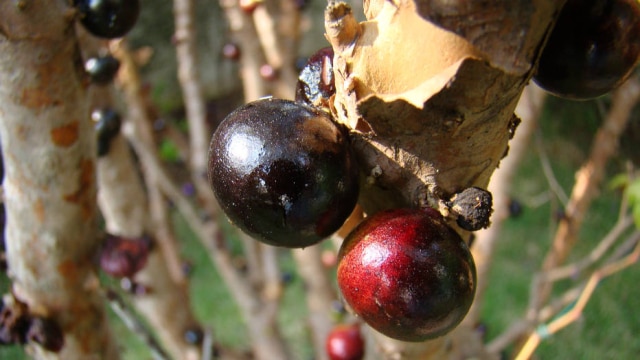mauroguanandi/ Flickr - Creative Commons Culturalmente descartada, a casca da jabuticaba é tão nutritiva quanto a própria polpa. Há nela fibras como a peptina, que ajuda no controle do colesterol.