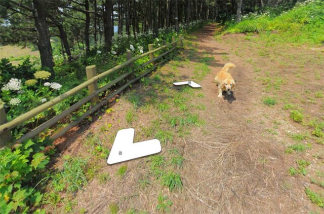 Reprodução/Daum Com toda sua simpatia e fofura, o cachorro fez um photobomb maravilhoso durante o trabalho do fotógrafo do Daum, um serviço de Street View sul-coreano