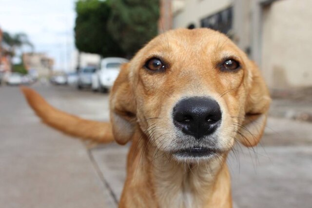 Pixabay É preciso manter pesticidas, produtos de limpeza, remédios e cosméticos longe do alcance dos pets.