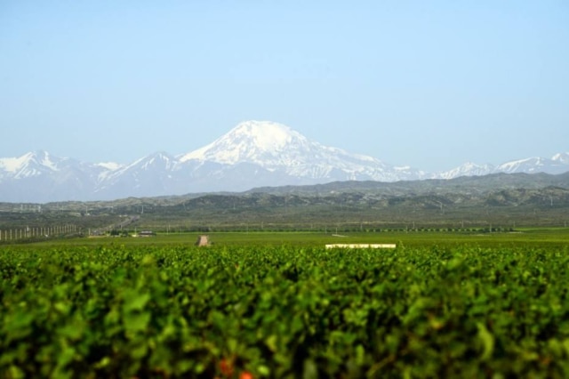 Horacio Paone|NYT A Cordilheira dos Andes paira imponente na vista do Vinhedo Adrianna.