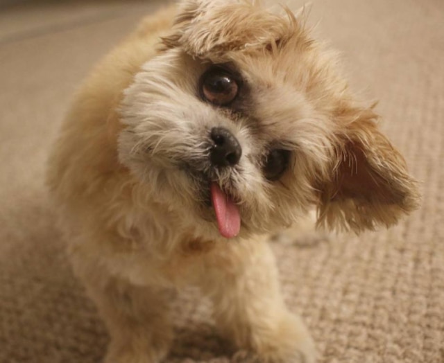 Reprodução/Instagram @marniethedog