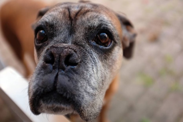 Pexels/Pixabay Cachorrinha 'comemora' aniversário com jantar chique ao lado de seu veterinário.
