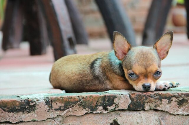 Teerasuwat/ Pixabay Apelidado de Nigel, o cão mordeu um dos policias