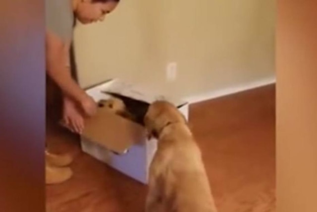 Reprodução/MetroUk Para conseguir vencer ansiedade, tutora dá filhotinho a cãozinho no Natal.