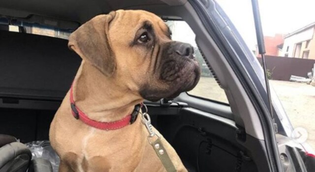 Instagram / @homeless_dog_krsk Maru é uma cadela de 11 meses da raça mastim inglês.