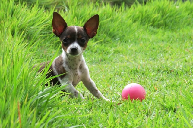 85Miranda/Pixabay Acredita-se que o processo de domesticação dos cachorros começou há 30 mil ou 40 mil anos.