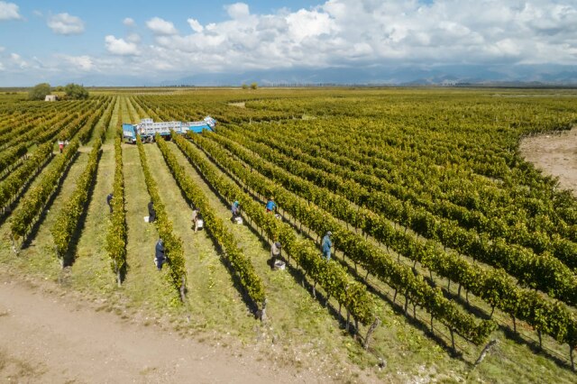 Divulgação/Viña Cobos Hobbs lidera a premiada Viña Cobos