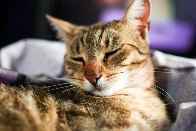 Pixabay O gato havia sido intoxicado ao ingerir um produto para carros.