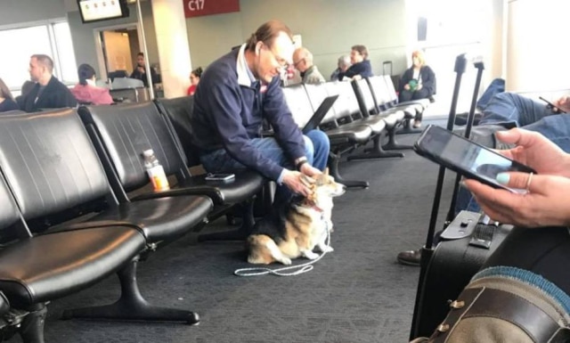 Reprodução / Facebook / Madison Palm A cadelinha Cora conforta estranho no aeroporto em Idaho, nos Estados Unidos. Ele havia perdido seu cachorro na noite anterior.