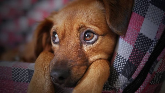 Pixabay Comportamentos e expressões, como o olhar do cão, podem revelar sentimento de 'rejeição'.