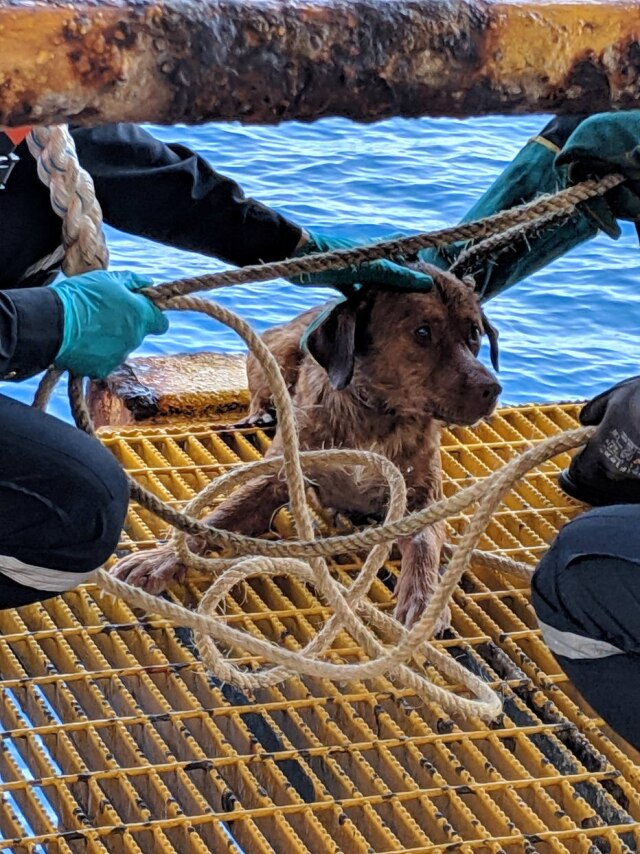 Tripulantes puxaram o cão com uma corda para salvá-lo.