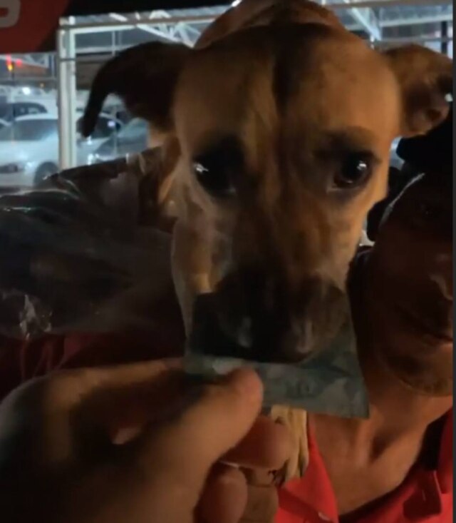 Instagram / @gusttavolima Cachorro do catador de latinhas pegou dinheiro com a boca