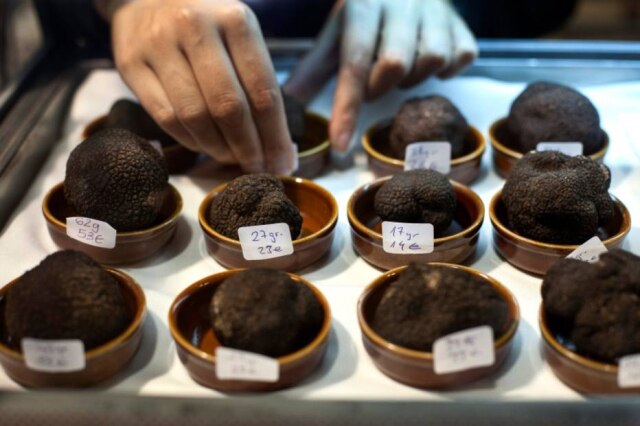 Arnau Bach|The New York Times Câmeras nas plantações, negociações em armazéns escuros: a segurança e a discrição são justificadas pelo preço médio das trufas negras: 500 euros por quilo.