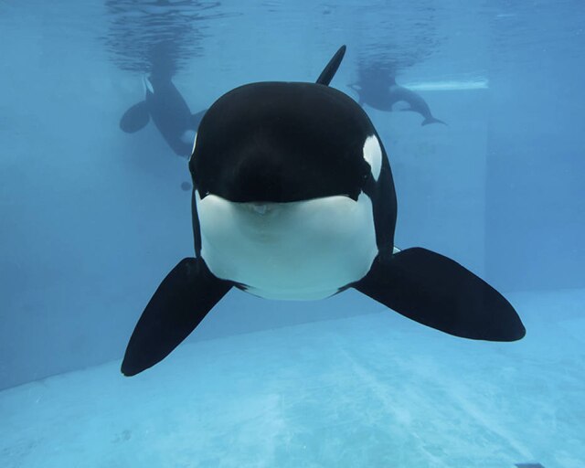 SeaWorld via AP Kasatka era a orca mais velha do SeaWorld e, segundo o parque, morreu por complicações de problemas respiratórios.