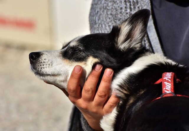 Pixabay/@Capri23auto Vítimas receiam fugir de seus agressores e deixar animais de estimação para trás