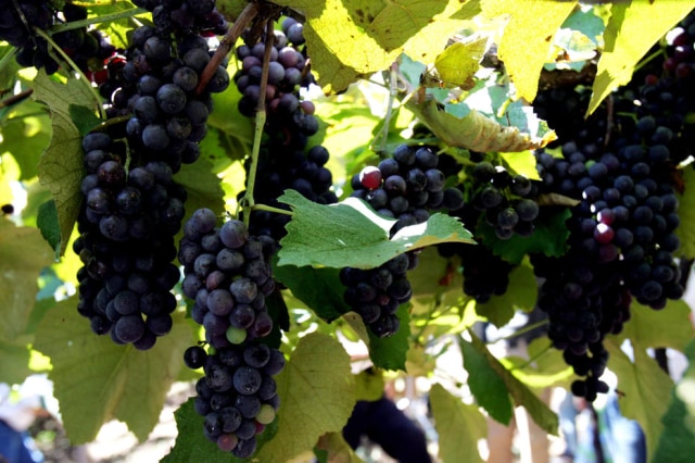 Evelson de Freitas/Estadão A vinícola brasileira Salton, de Bento Gonçalves (RS), celebra seus 110 anos com novo vinho premium, elaborado com sete variedades de uvas