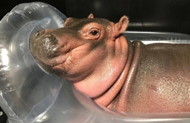 Instagram @cincinnatizoo Os cuidadores contam que Fiona quase morreu por três vezes, mas que se recuperou de todas