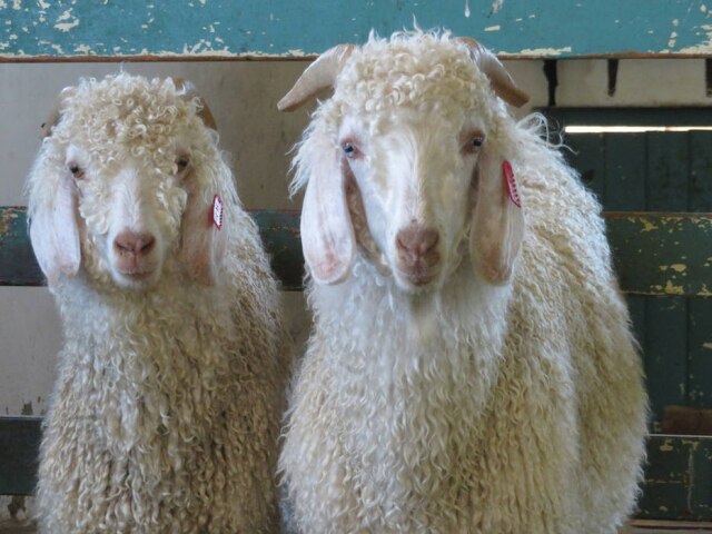 PETA / Washington Post O pelo das cabras angolanas começa a ser cortado quando elas completam 6 meses de idade