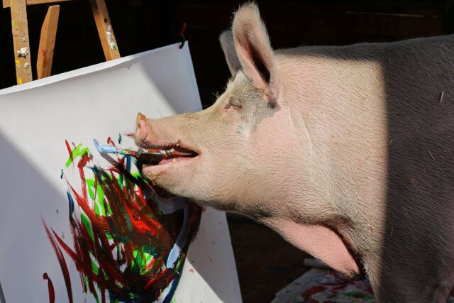 Sumaya Hisham/Reuters Pigcasso, uma porca resgatada que costuma pintar obras de arte em um santuário de animais.