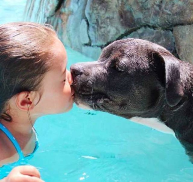 Pitbull Adotado Nao Consegue Dormir Longe De Menina Nos Eua Veja Emais Estadao Ficha técnica, alimentación, fotos del american pit bull terrier.es un perro valiente, leal y enérgico. pitbull adotado nao consegue dormir