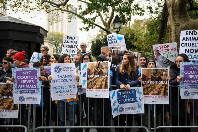 Angela Weiss/AFP Ativistas dos direitos dos animais protestam contra o foie gras feito com alimentação forçada de patos e gansos.