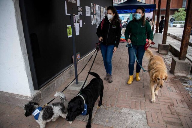 Martin BERNETTI / AFP Uva, Pepe e Chumi fazem parte dos dez cães da Fundación Tregua, que desempenham funções semelhantes em hospitais pediátricos, fundações para crianças com deficiência e casas de repouso.