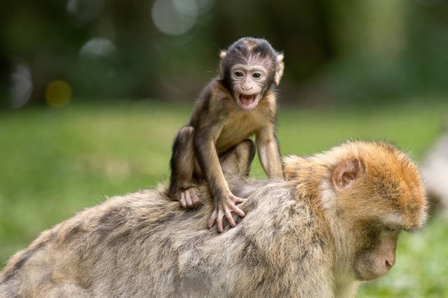 Pixabay Bebê macaco tentou acordar sua mãe, mas ela não reagiu.