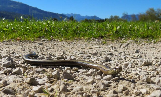 Pixabay/Gellinger Cobra venenosa 'invade' foto e assusta mãe na Austrália.