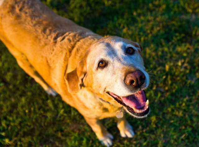 Pixabay Cachorros treinados para detectar baixo índice glicêmico no sangue podem custar cerca de R$ 50 mil