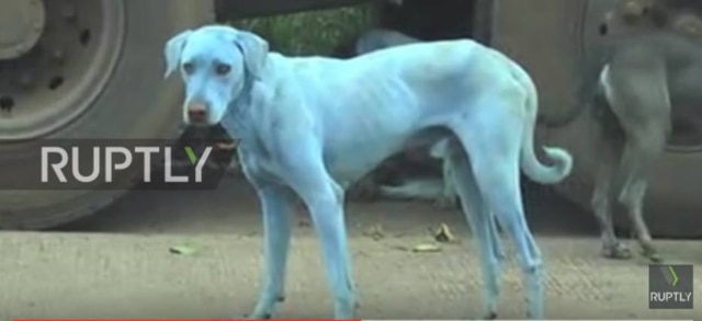 Reprodução/YouTube/Ruptly TV Cachorros ficaram com o pelo azul após entrarem em rio.