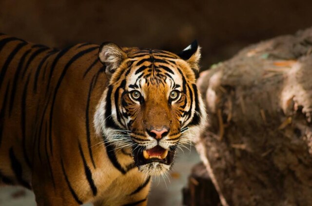 Pixabay / @StockSnap Animal era fêmea