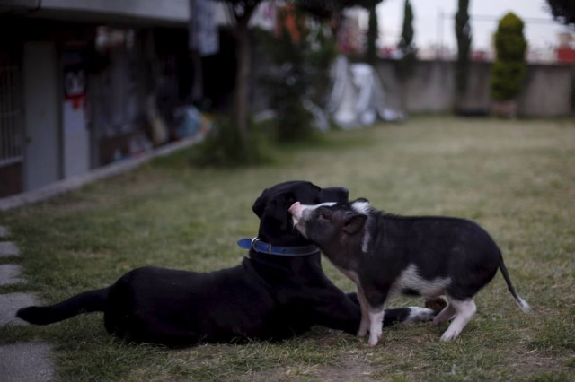 REUTERS/Edgard Garrido Uma cadela trata porcos como se fossem seus filhos. Imagem meramente ilustrativa.