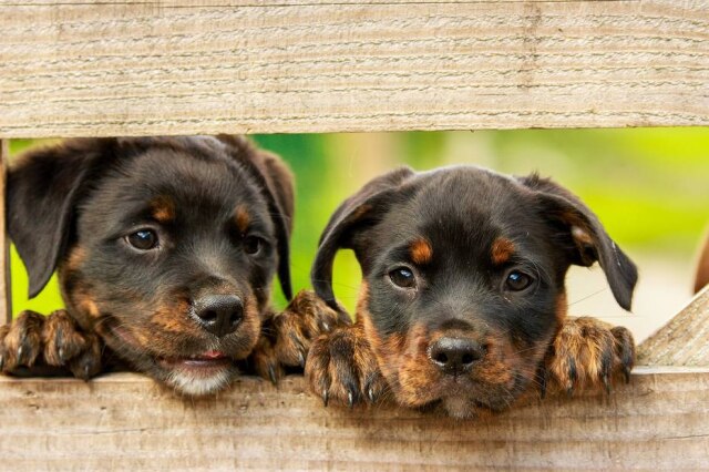 kim_hester/Pixabay Maia para fêmea e Cacau para macho estrearam na lista dos dez nomes mais comuns para cães em 2018.