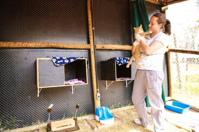 Divulgação/Vale Animais resgatados após rompimento de barragem em Brumadinho estão em fazenda da Vale e recebendo cuidados médicos.