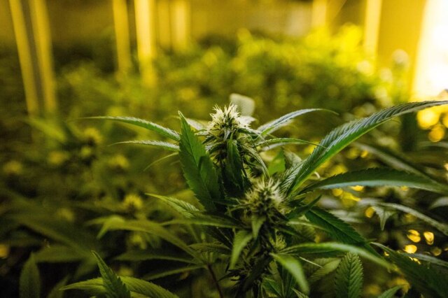 Tiago Queiroz / Estadão Plantas de maconha produzidas pelo governo uruguaio