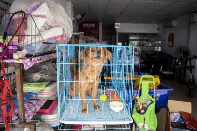 Alex Plavevski Um cachorro em uma loja de suplementos animais em Guangzhou, China