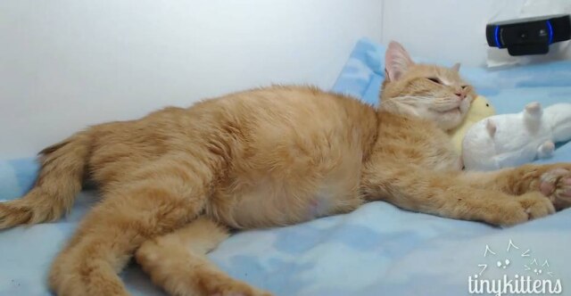 https://www.facebook.com/tinykittens/?ref=page_internal Evolene é monitorada 24 horas por dia, sete dias por semana
