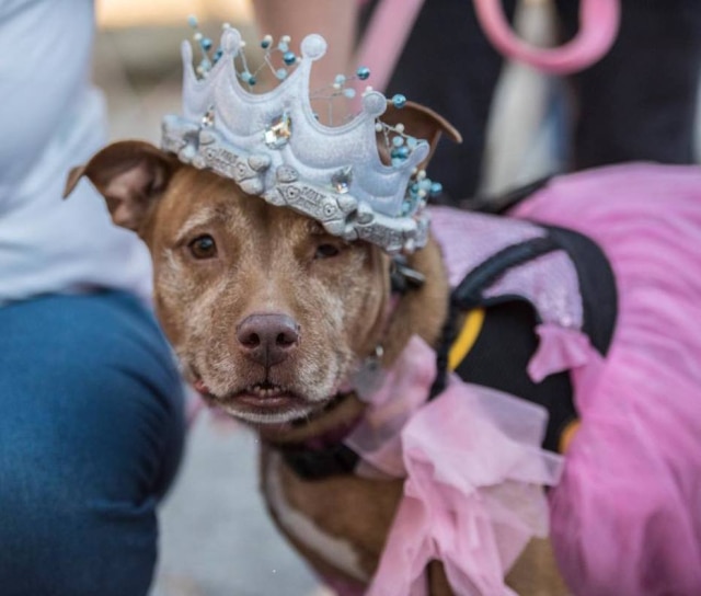 https://www.facebook.com/pg/TheDogHouseOfSafetyHarbor/posts/ Nina, de 10 anos, venceu o concurso de rainha do baile