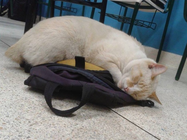 facebook.com/brancofatec/ Branco, o gato 'aluno' da Fatec de Santos.
