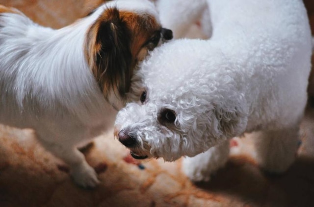 Josh Dorazio/Stock Snap Cachorros tiveram cerimônia de casamento em hospital.