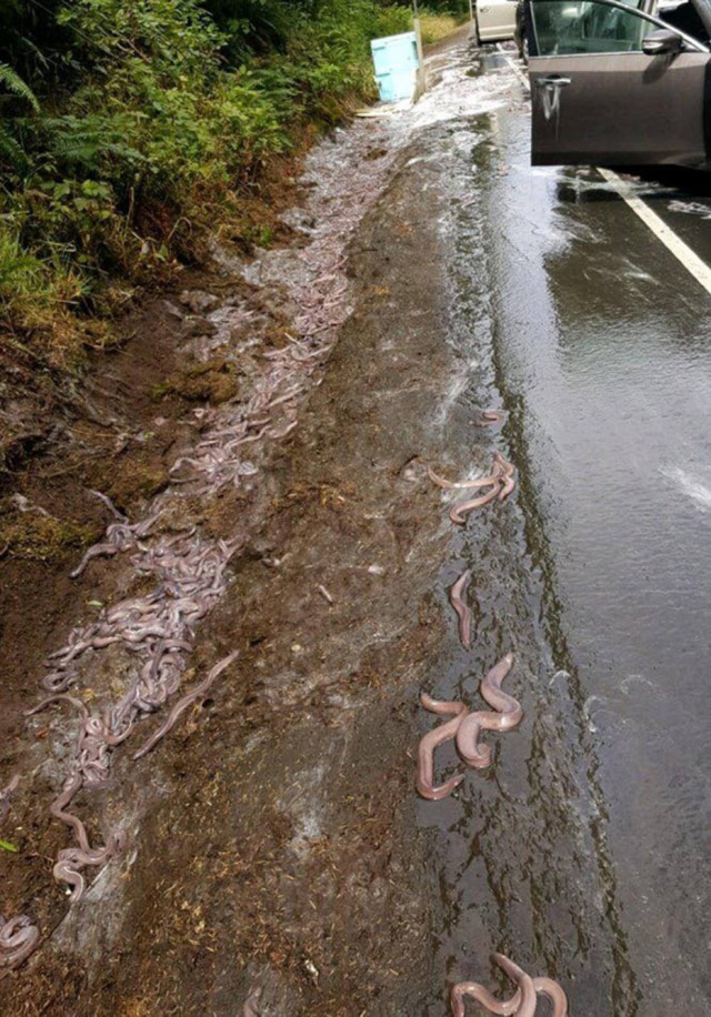 Bay Fire District/Handout via REUTERS Rodovia depois do acidente