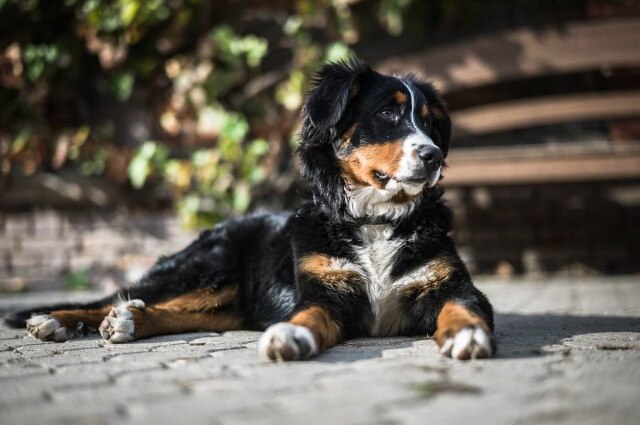 Pixabay/Pexels Cachorros, especialmente os mais velhos, são mais propensos a tumores do que gatos