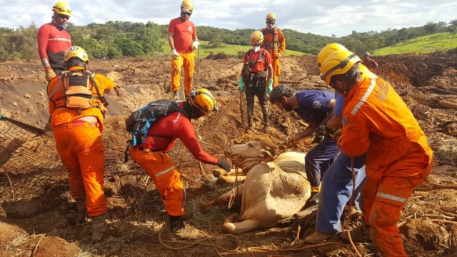 Divulgação/ CRMV-MG Animais são resgatados após queda de barragem em Brumadinho, Minas Gerais.